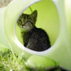 Kerbl Caterpillar Kattunnel -Billig Bitiba butik 386201 kerbl katzentunnel raupe hs 04 4