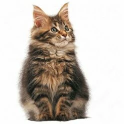 Royal Canin Maine Coon Kitten -Billig Bitiba butik rc maincoonk 9